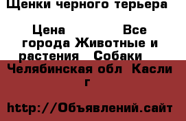 Щенки черного терьера › Цена ­ 35 000 - Все города Животные и растения » Собаки   . Челябинская обл.,Касли г.